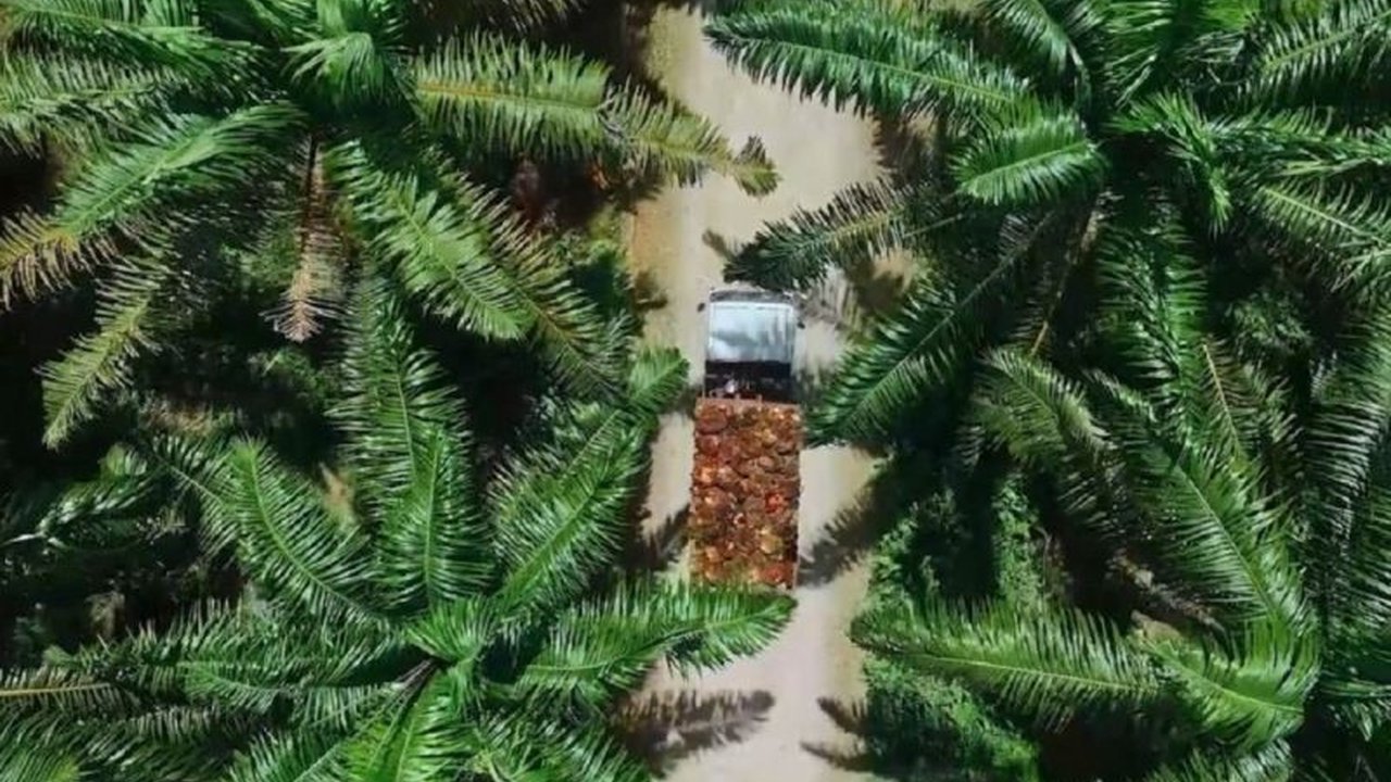 PT Astra Agro Lestari (AALI) intensifikasi lahan sawit dengan peremajaan dan tanam padi serta jagung untuk dukung swasembada pangan nasional, sekaligus menjaga keberlanjutan lingkungan.