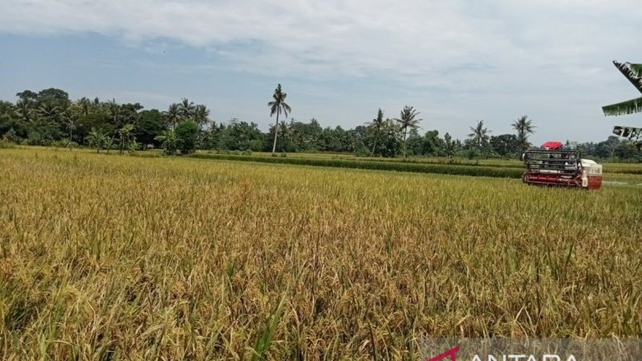 Bantul: Lumbung Pangan DIY, Dorong Swasembada Pangan Nasional