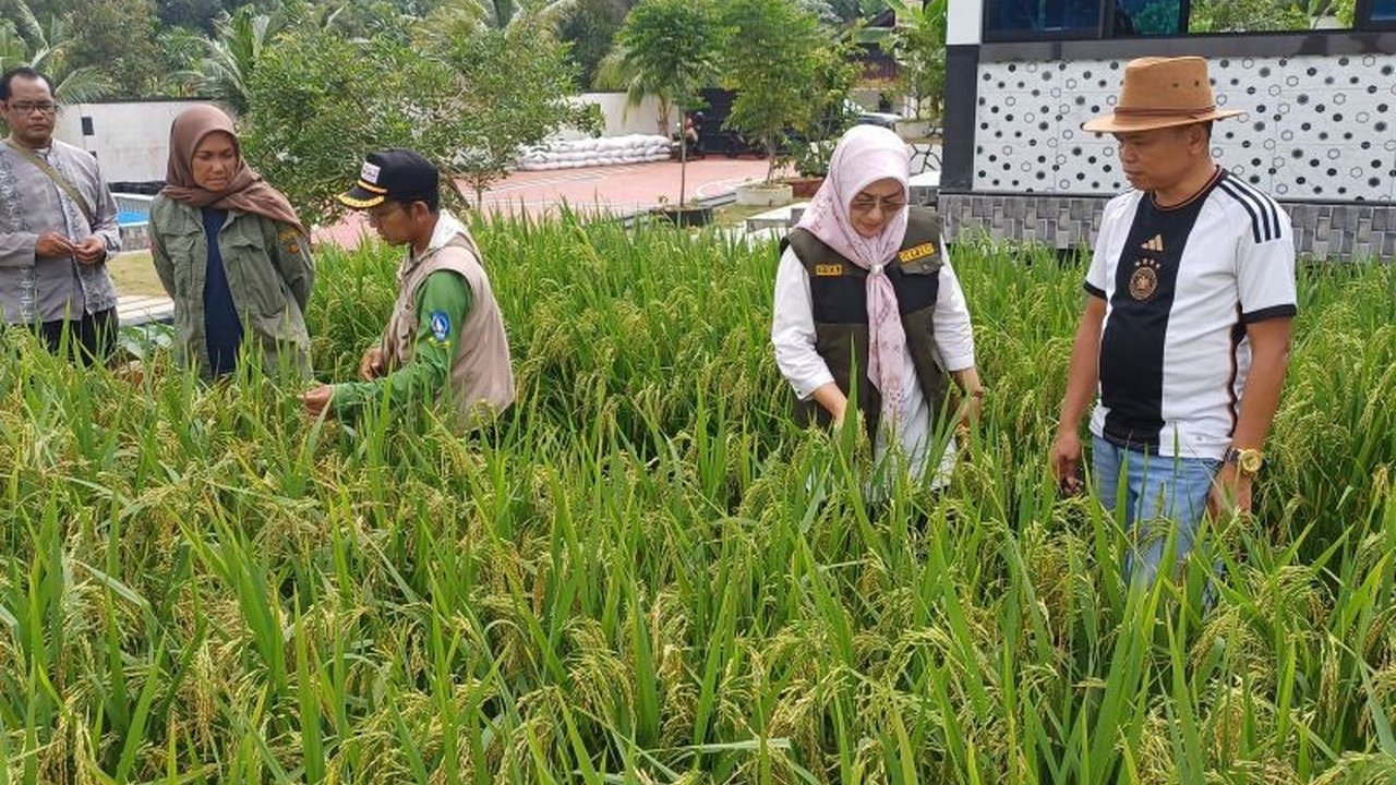 Kepala DKP2KH Kepri apresiasi budidaya padi di pekarangan rumah warga Tanjungpinang yang telah berhasil panen hingga 8 ton per hektare dan diharapkan menginspirasi program ketahanan pangan nasional.