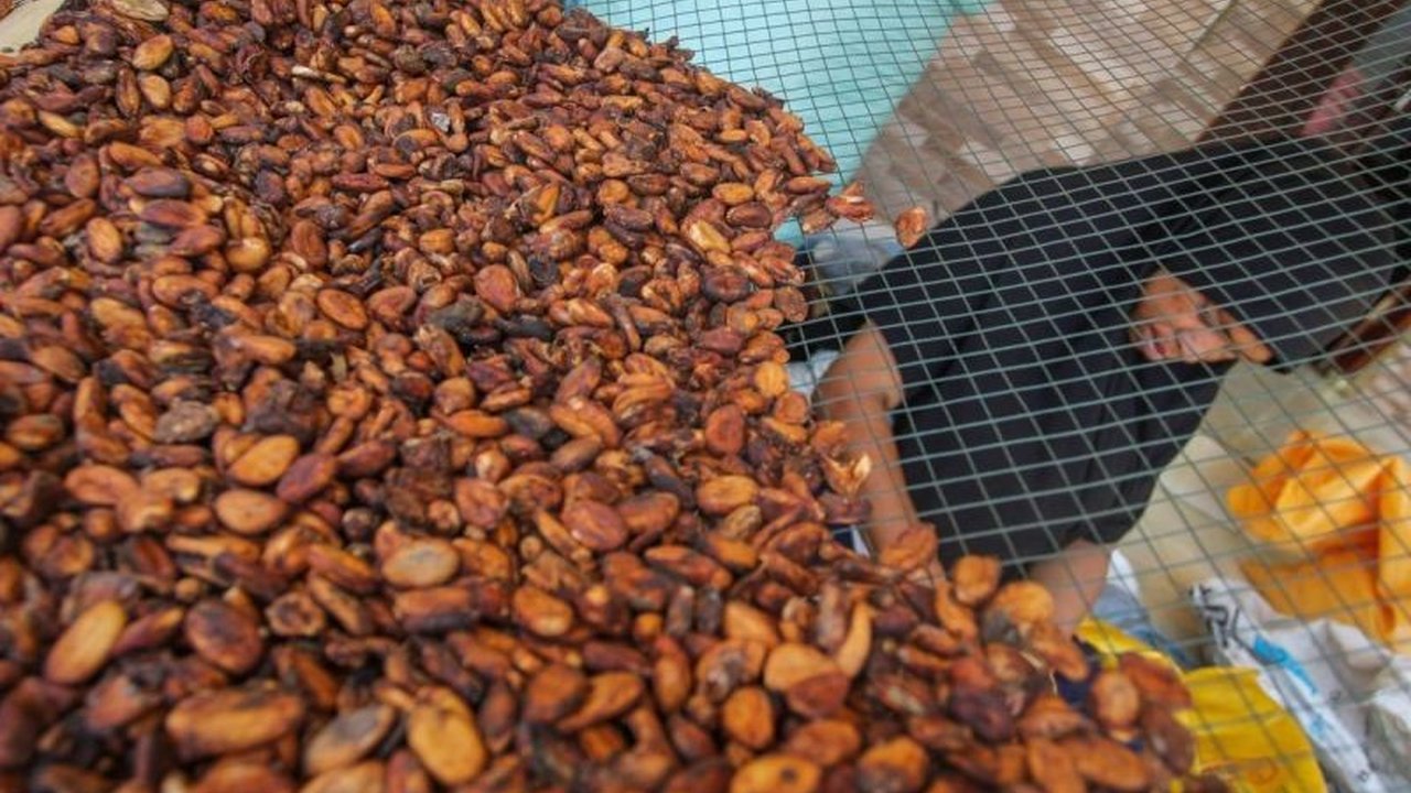 Kemendag laporkan penurunan harga referensi biji kakao hingga 20,34 persen di April 2025 akibat musim panen raya di negara produsen utama.