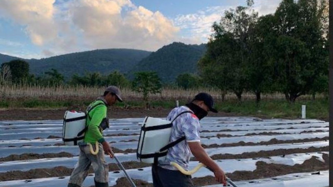 PT Pertamina Geothermal Energy (PGE) menciptakan pupuk cair Booster Katrili dari fluida panas bumi, membantu petani di Tomohon meningkatkan hasil panen dan berkontribusi pada ketahanan pangan dan energi Indonesia.