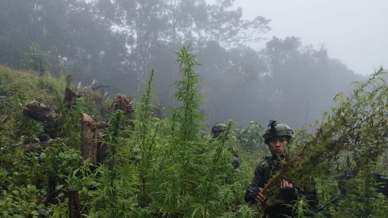 TNI Temukan Ladang Ganja 0,5 Hektare di Pegunungan Bintang, Papua