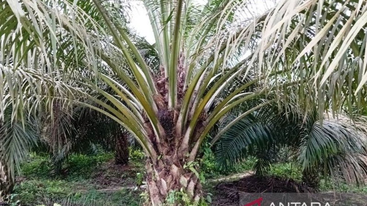 Inflasi Komoditas Perkebunan Global: Ancaman dan Peluang bagi Indonesia