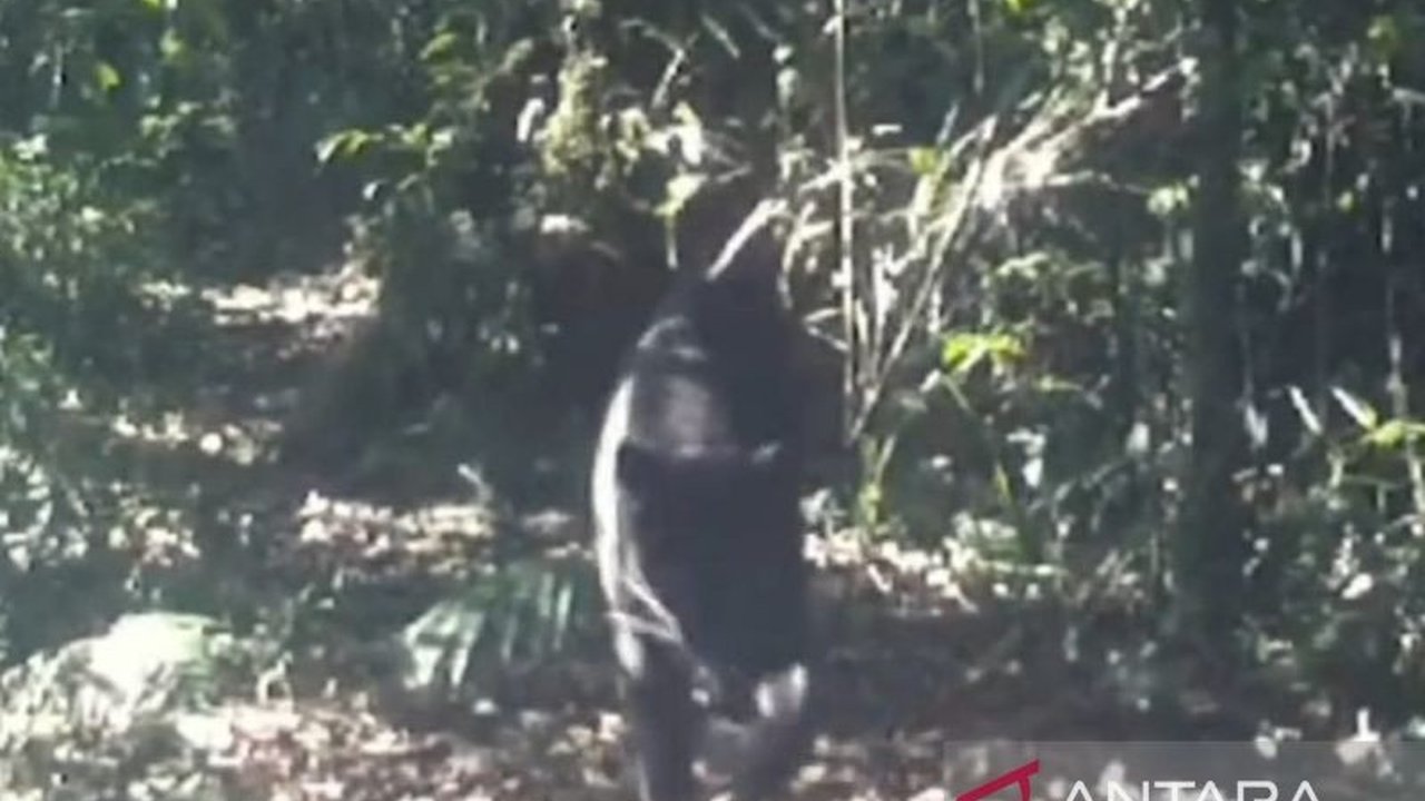 Balai Besar KSDA Jawa Barat berhasil mengevakuasi seekor macan kumbang remaja betina yang masuk ke pemukiman warga di Desa Ciwarna, Banten, setelah memakan enam ekor kambing.