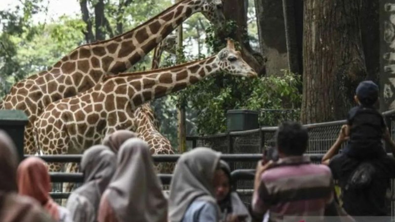Taman Margasatwa Ragunan memasang target 600.000 pengunjung selama libur Idul Fitri 1446 H, dengan berbagai atraksi satwa dan persiapan matang untuk kenyamanan pengunjung.