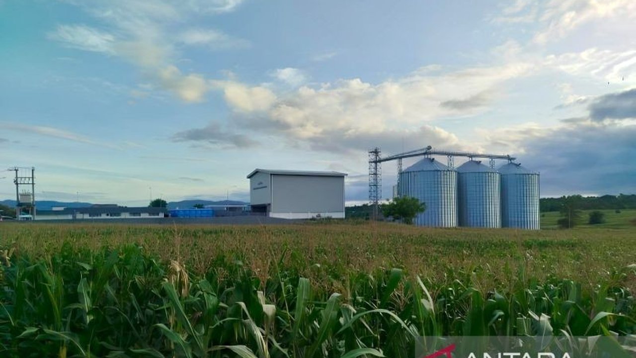 Perum Bulog berkomitmen menyerap 9.000 ton jagung dari petani Bima dan Dompu pada tahun 2025 dengan harga pembelian pemerintah (HPP) terbaru Rp5.500 per kilogram.