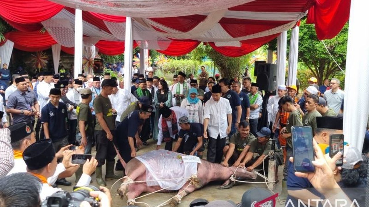 Wakil Gubernur DKI Jakarta, Rano Karno, terharu menyaksikan tradisi potong kebo di Ragunan, tradisi yang mengingatkannya pada masa kecil dan nilai kebersamaan masyarakat Betawi.