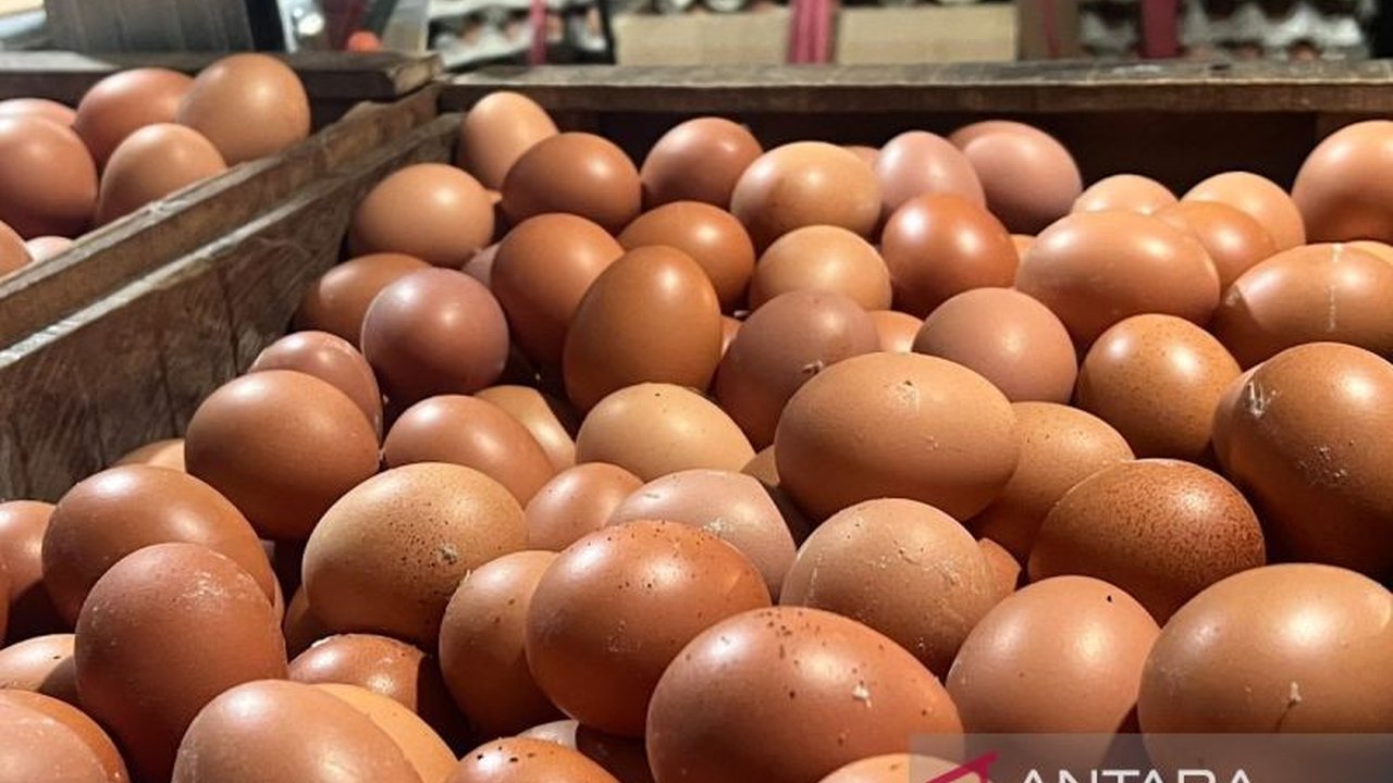 Produksi telur ayam Indonesia surplus, membuka peluang ekspor 1,6 juta butir per bulan ke Amerika Serikat untuk memenuhi kebutuhan negara tersebut yang sedang mengalami defisit.