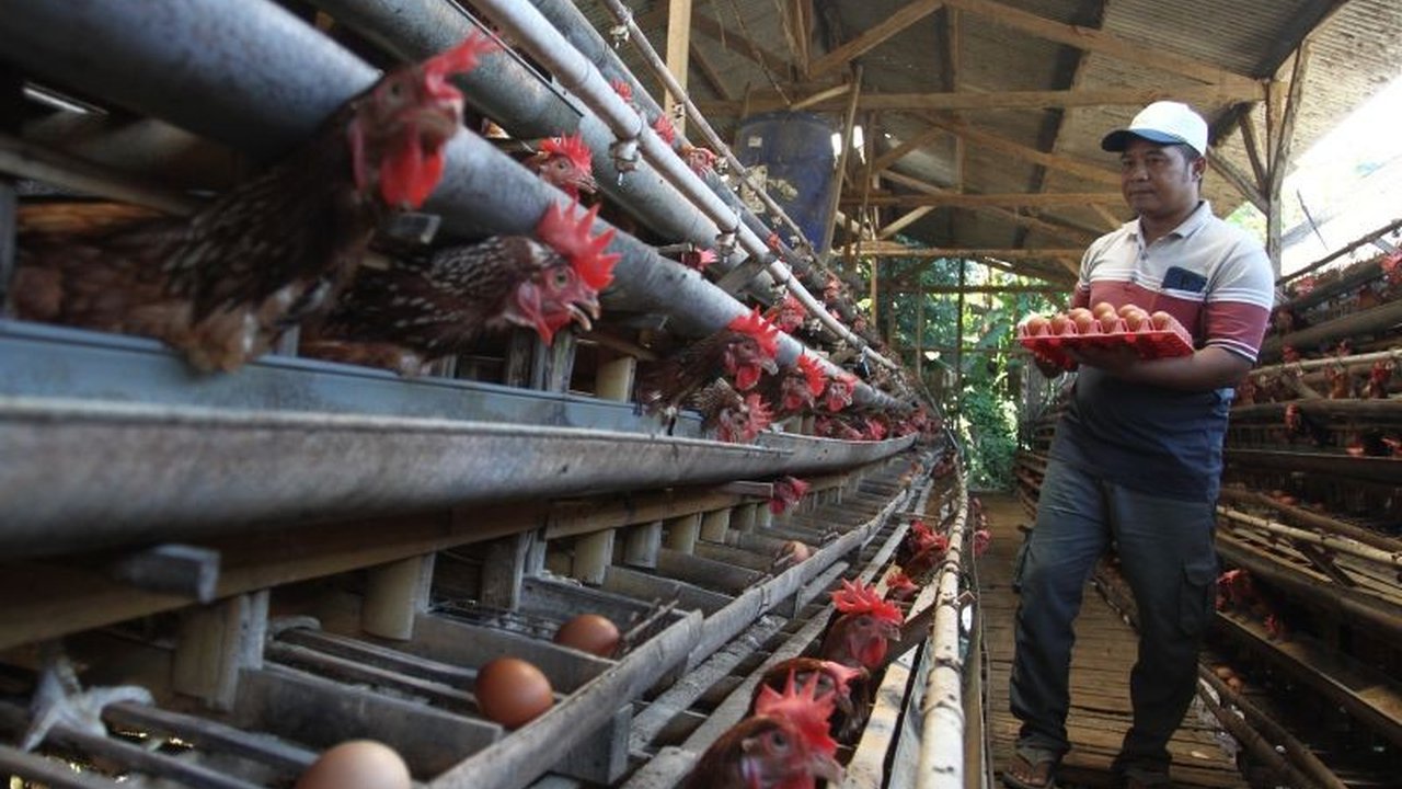 Di tengah lonjakan harga telur global, Indonesia justru surplus produksi dan berpotensi menjadi pemain utama industri telur dunia.