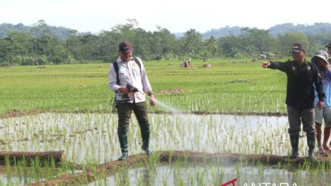 Pemerintah Kabupaten Kuningan melakukan gerakan pengendalian organisme pengganggu tanaman (OPT) untuk menanggulangi penyakit kresek padi di lahan seluas 15 hektare di Kecamatan Luragung, guna mencegah penyebaran lebih luas dan menjaga produksi padi tetap.