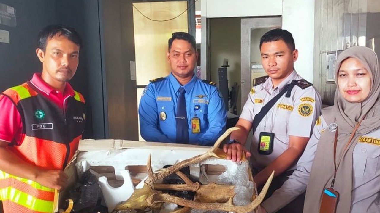 Balai Konservasi Sumber Daya Alam (BKSDA) Sumatera Barat menyelidiki pengiriman ilegal dua tengkorak rusa dan tanduknya melalui Bandara Internasional Minangkabau yang telah digagalkan petugas bandara.