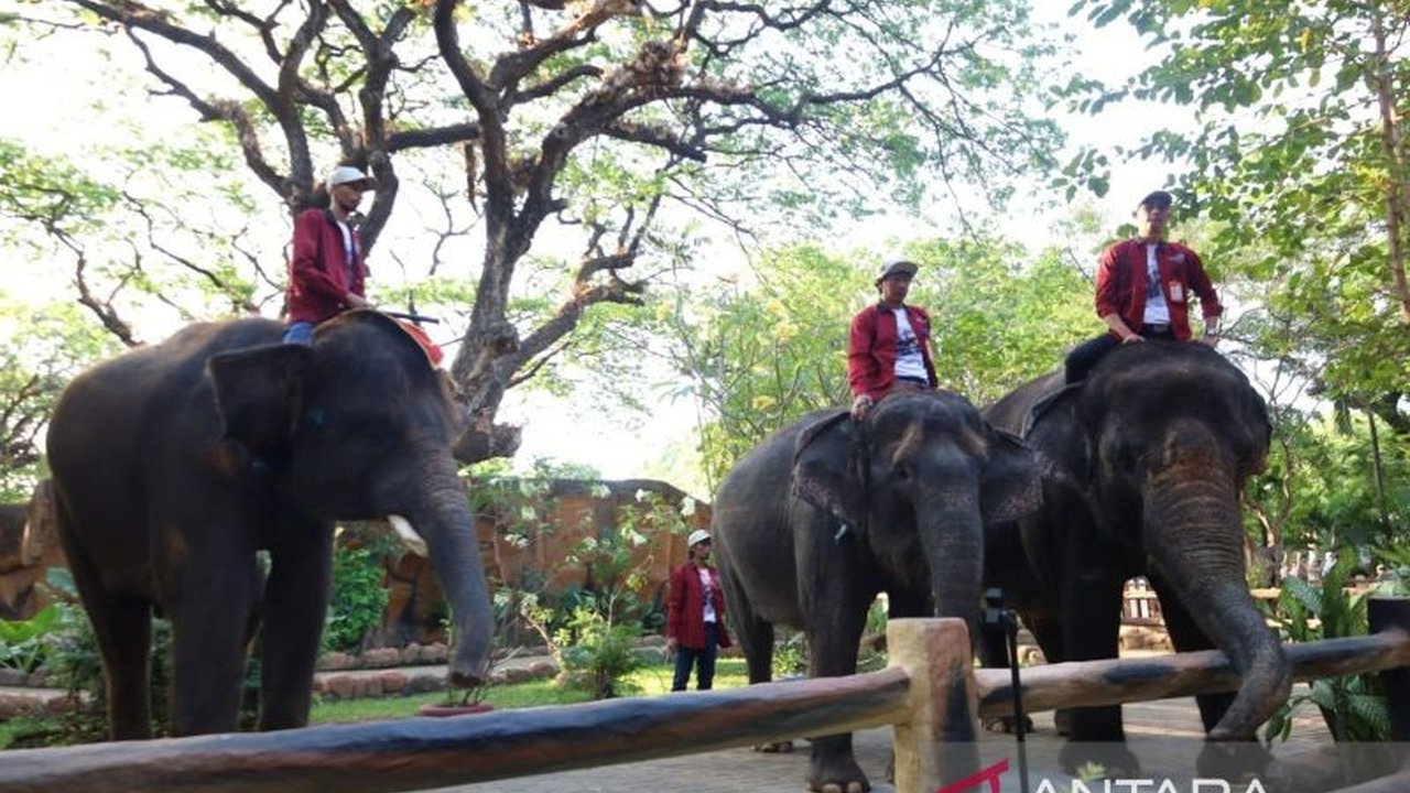 Kebun Binatang Surabaya (KBS) siapkan beragam edukasi satwa dan hiburan menarik seperti pertunjukan Jaranan, Reog, Barongsai, serta penampilan bintang tamu selama libur Lebaran 2025.