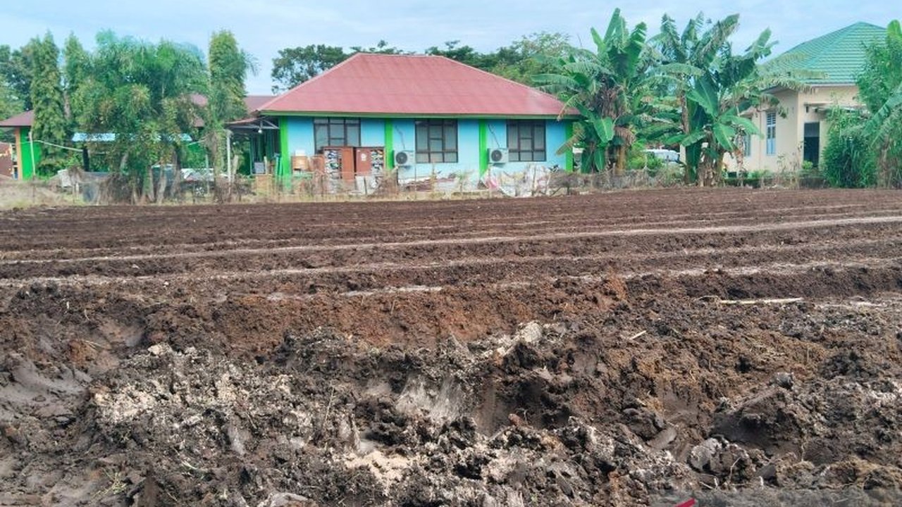 Mukomuko Targetkan Tanam Jagung 462 Ha di 2025, Dukung Ketahanan Pangan Nasional