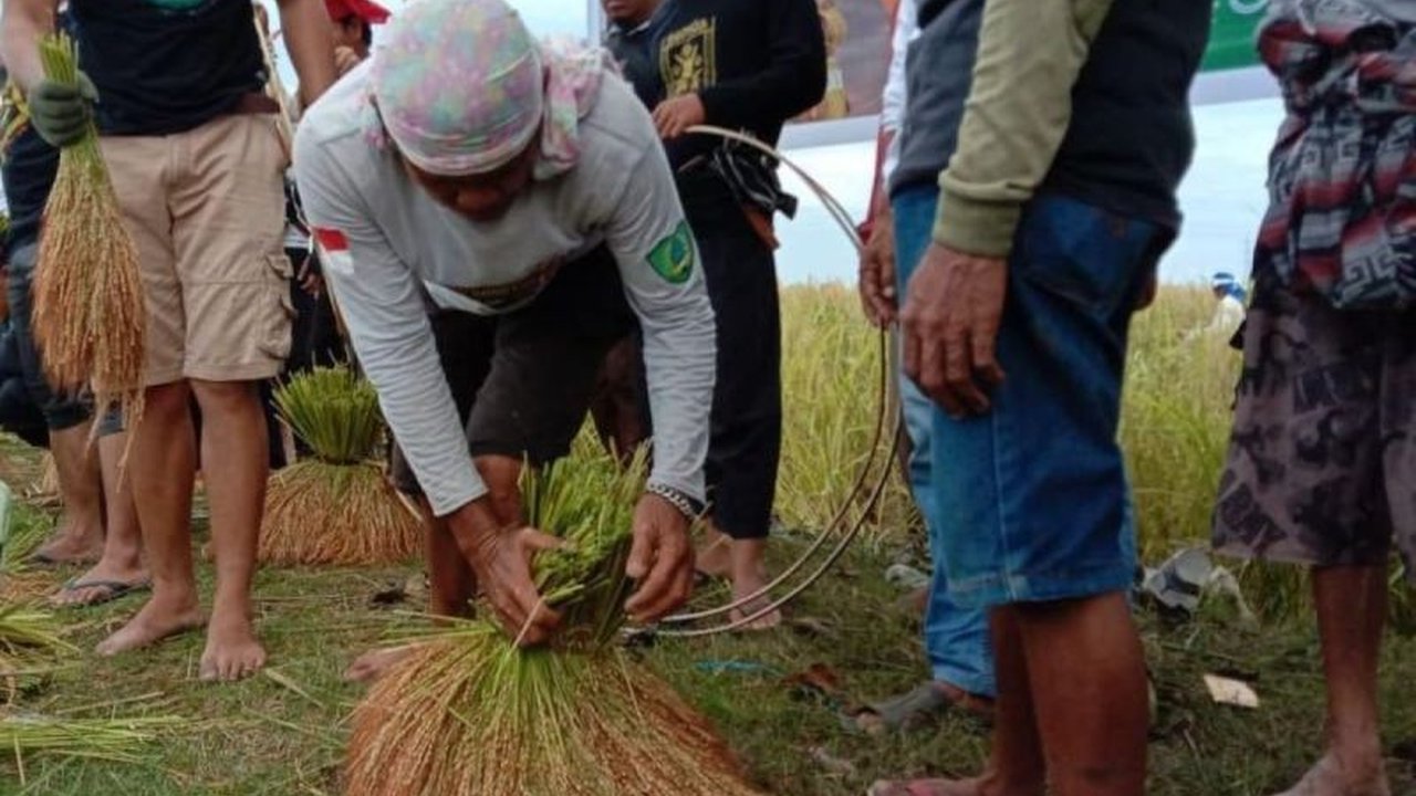 Tradisi Katto Bokko di Maros, Sulawesi Selatan, mempertahankan praktik pertanian tradisional dan nilai gotong royong dalam upacara panen raya unik yang telah diakui sebagai warisan budaya tak benda Indonesia.
