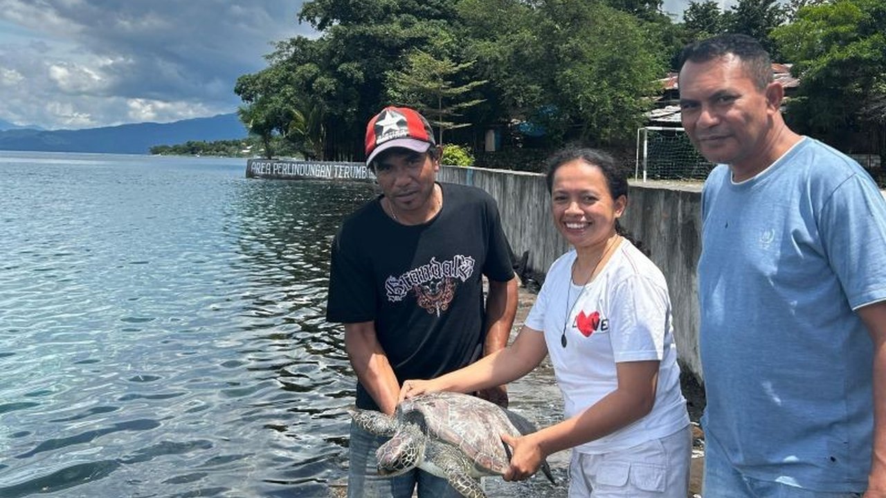 Pokmaswas Sandominggo, Flores Timur, NTT berhasil menyelamatkan penyu hijau tersangkut pancing nelayan dan melepasliarkannya, menunjukkan kesadaran masyarakat dalam pelestarian ekosistem laut.