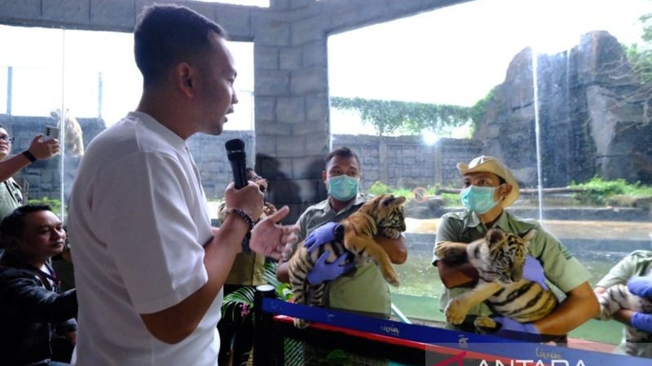 Solo Safari menambah koleksi tiga bayi harimau Benggala, Bantolo, Tirto, dan Maruto, yang lahir Desember 2024, menandai kemajuan signifikan dalam konservasi satwa dan daya tarik wisata Kota Solo.