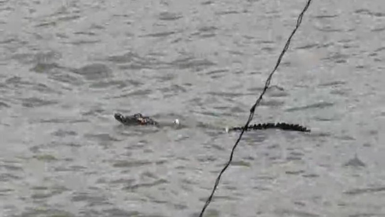 Penampakan buaya muara di Pantai Sepenan, Lampung Selatan, meresahkan wisatawan dan memicu imbauan kewaspadaan dari pihak berwenang.