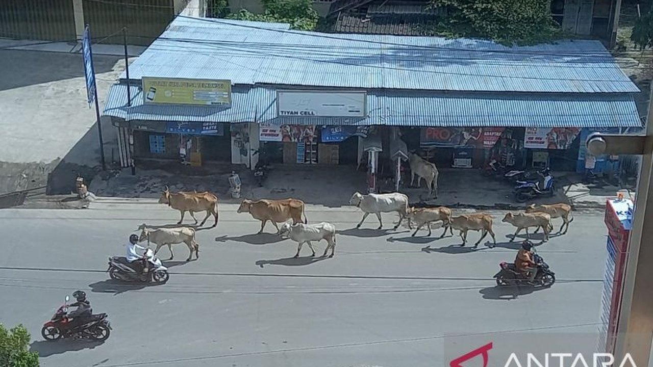 Pemerintah Kabupaten Buol, Sulawesi Tengah, akan menindak tegas pemilik ternak yang dilepasliarkan di jalan raya pasca Lebaran, dengan ancaman denda dan pelelangan hewan.