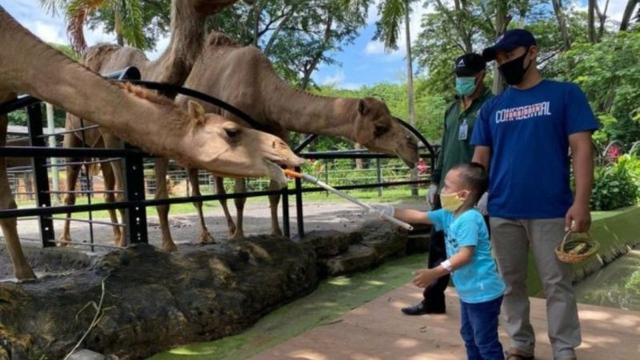 Kebun Binatang Surabaya (KBS) optimistis mampu menarik 100 ribu pengunjung selama libur Lebaran 2025 berkat wahana baru dan satwa-satwa baru yang menarik.