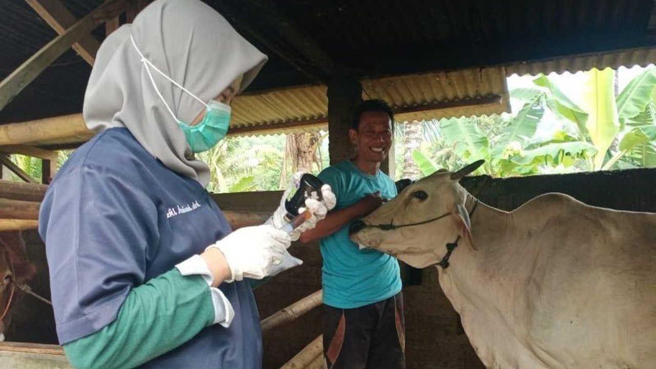 Kementerian Pertanian memastikan pengendalian penyakit mulut dan kuku (PMK) tetap optimal selama libur Lebaran 2025, dengan kesiapsiagaan tim dan vaksinasi masif.