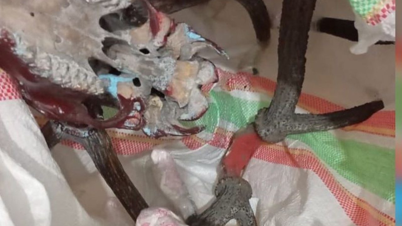 Tiga opsetan tanduk rusa berhasil diamankan BKSDA Maluku di Pelabuhan Yos Sudarso Ambon saat pengawasan arus balik Lebaran, setelah terdeteksi oleh mesin X-ray.