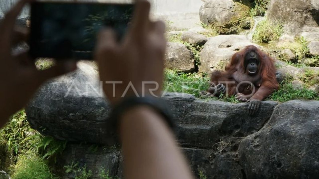 Libur Lebaran 2025, GL Zoo Yogyakarta dipadati 34.500 pengunjung, melampaui target dan rekor tahun lalu, dengan Zona Cakar sebagai daya tarik utama.
