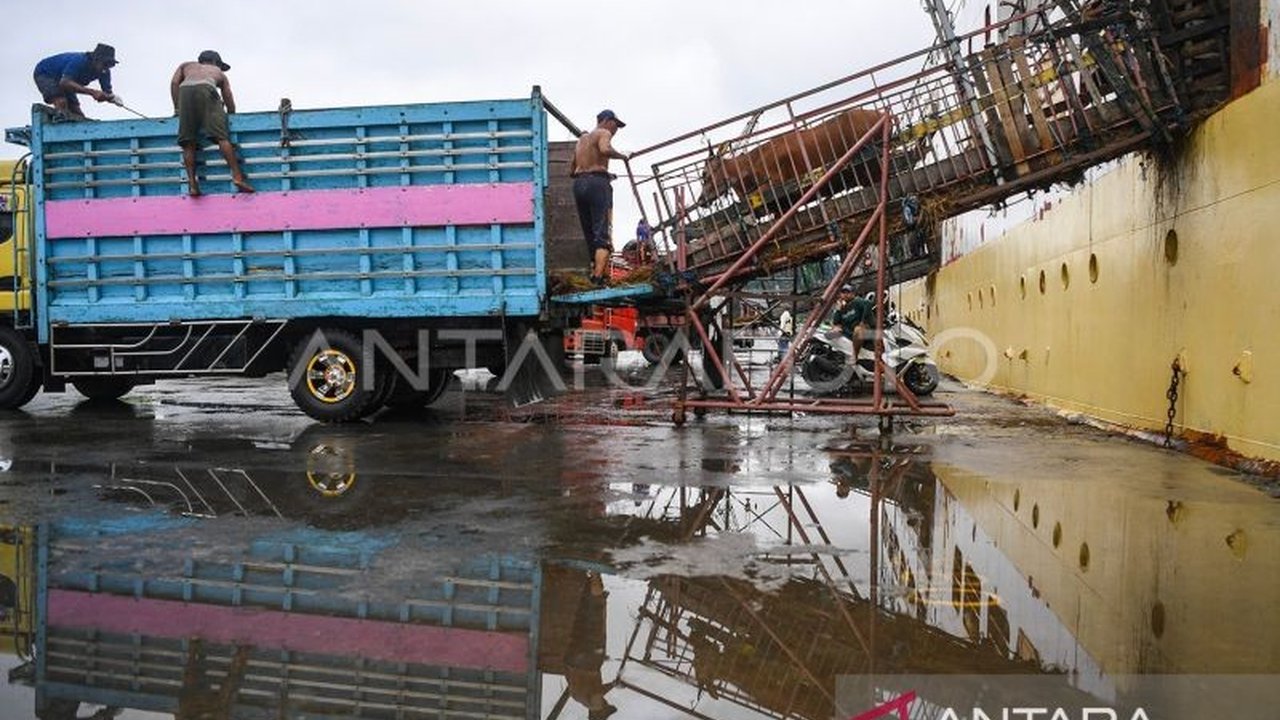 Kalimantan Timur masih bergantung pada pasokan sapi potong dari luar daerah hingga 70 persen, mendorong pemerintah setempat untuk meningkatkan produksi lokal melalui program Pengembangan Desa Korporasi Ternak (PDKT).