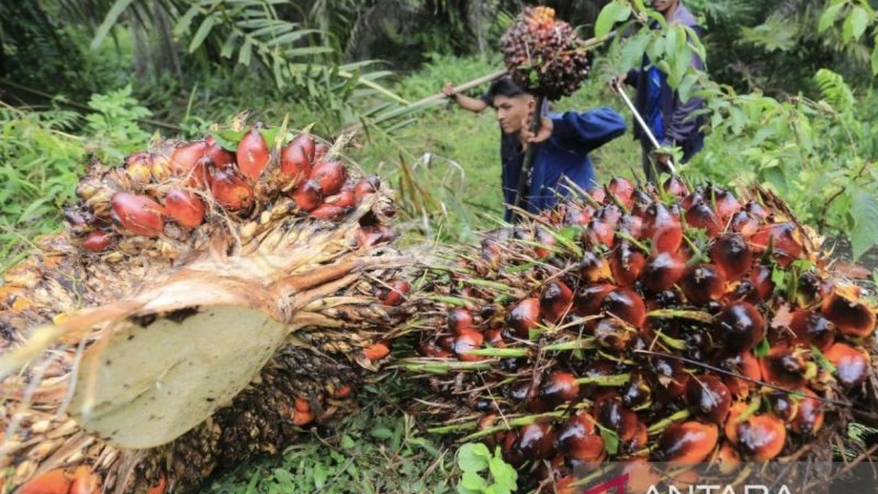 Pemerintah Kabupaten Nagan Raya menegur PT Ensem Lestari karena diduga membeli TBS sawit petani di bawah harga ketetapan pemerintah daerah, mengakibatkan kerugian bagi petani.