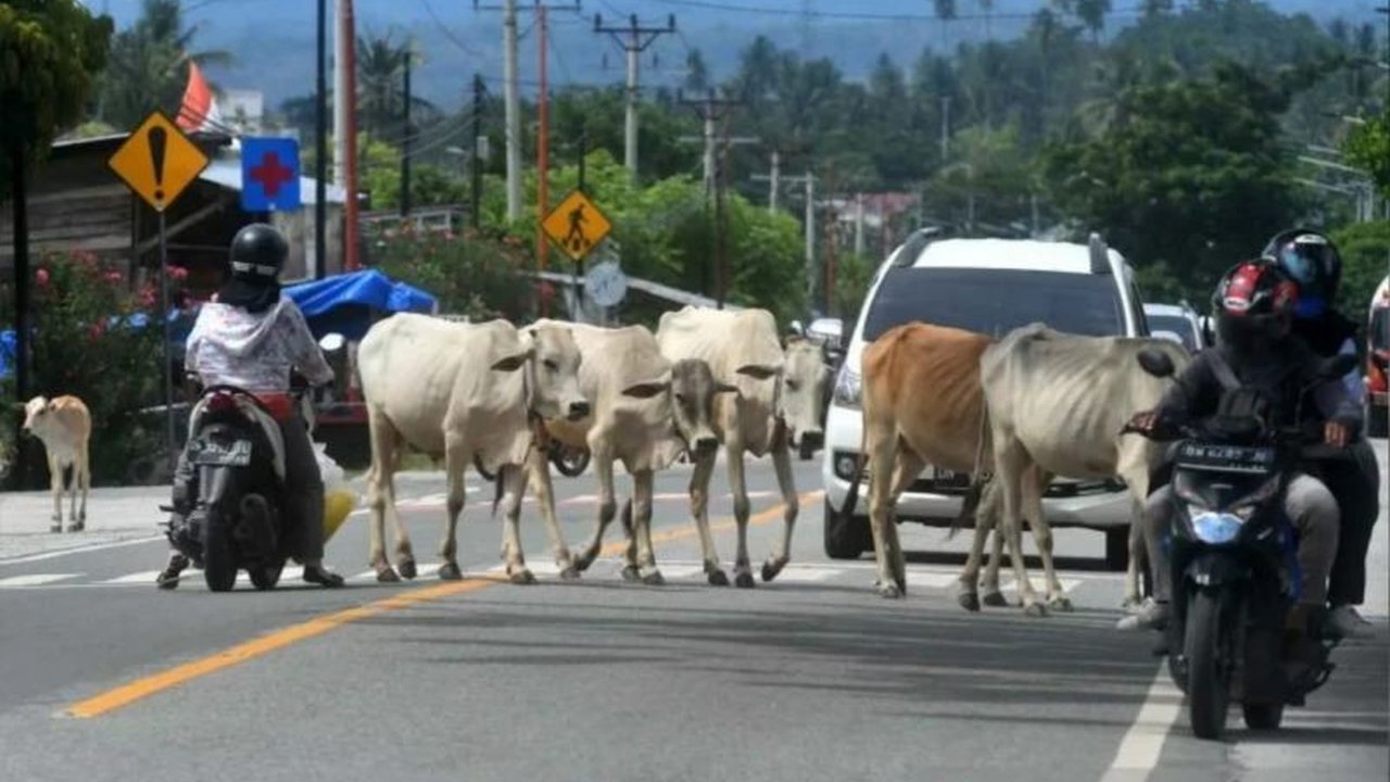 Pemerintah Kabupaten Buol, Sulawesi Tengah, akan menindak tegas pemilik ternak yang tidak mengandangkan hewannya dengan denda Rp300 ribu sesuai Perda Nomor 8 Tahun 2017.