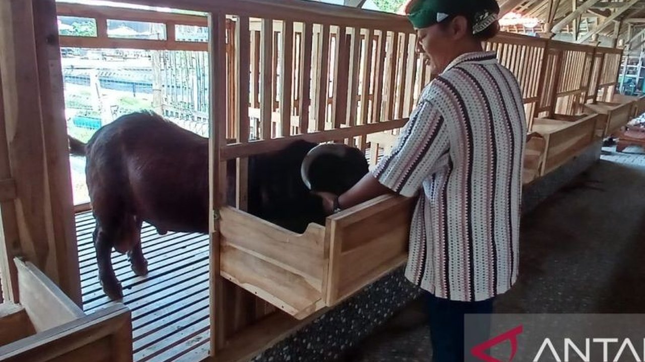 Deny Widyanarko, warga Kediri, sukses kembangkan budidaya kambing Boer asal Australia yang memiliki bobot hingga 100 kg, berpotensi tingkatkan kesejahteraan peternak lokal.