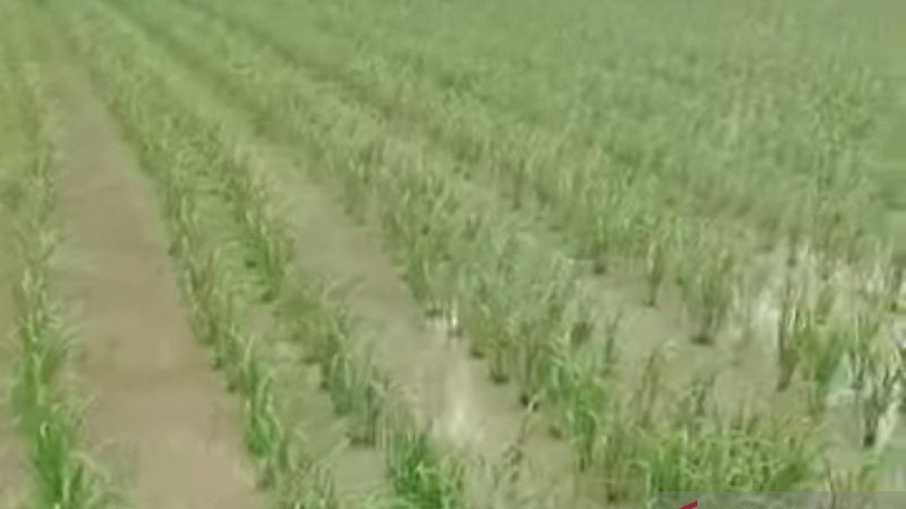 Kabupaten Mukomuko, Bengkulu, akan merehabilitasi 110 jaringan irigasi pada 2025 untuk mendukung swasembada pangan dan meningkatkan luas lahan persawahan yang terus menyusut.