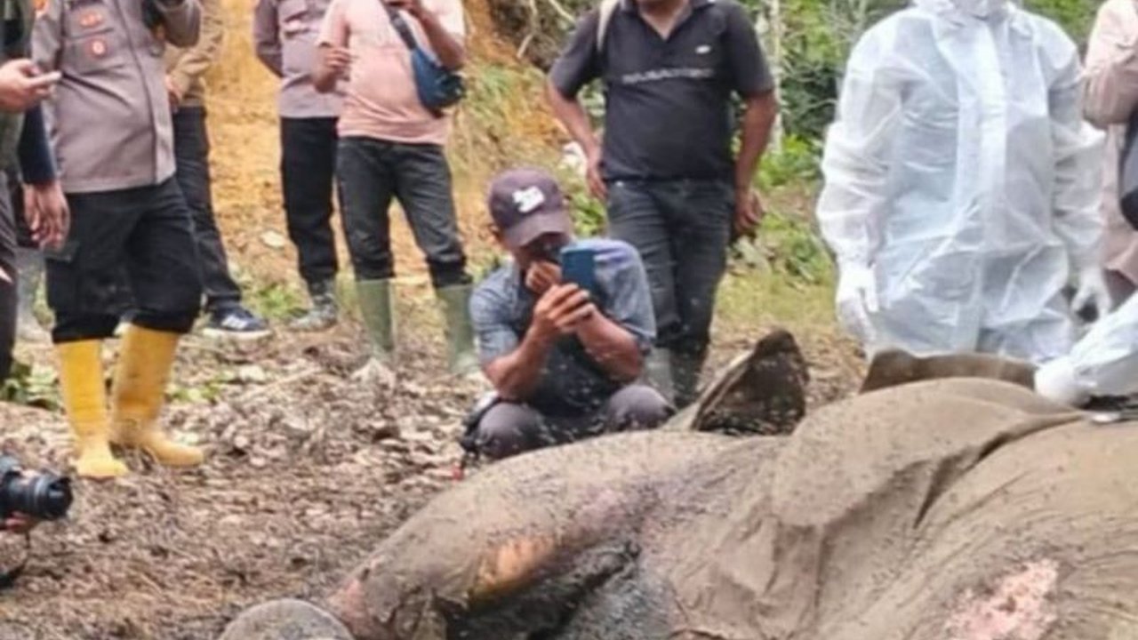 Seekor gajah jantan berusia 12 tahun ditemukan mati di perkebunan sawit Langkat, Sumatera Utara; sampel lambung dan usus telah dikirim untuk uji toksikologi guna menentukan penyebab kematian.