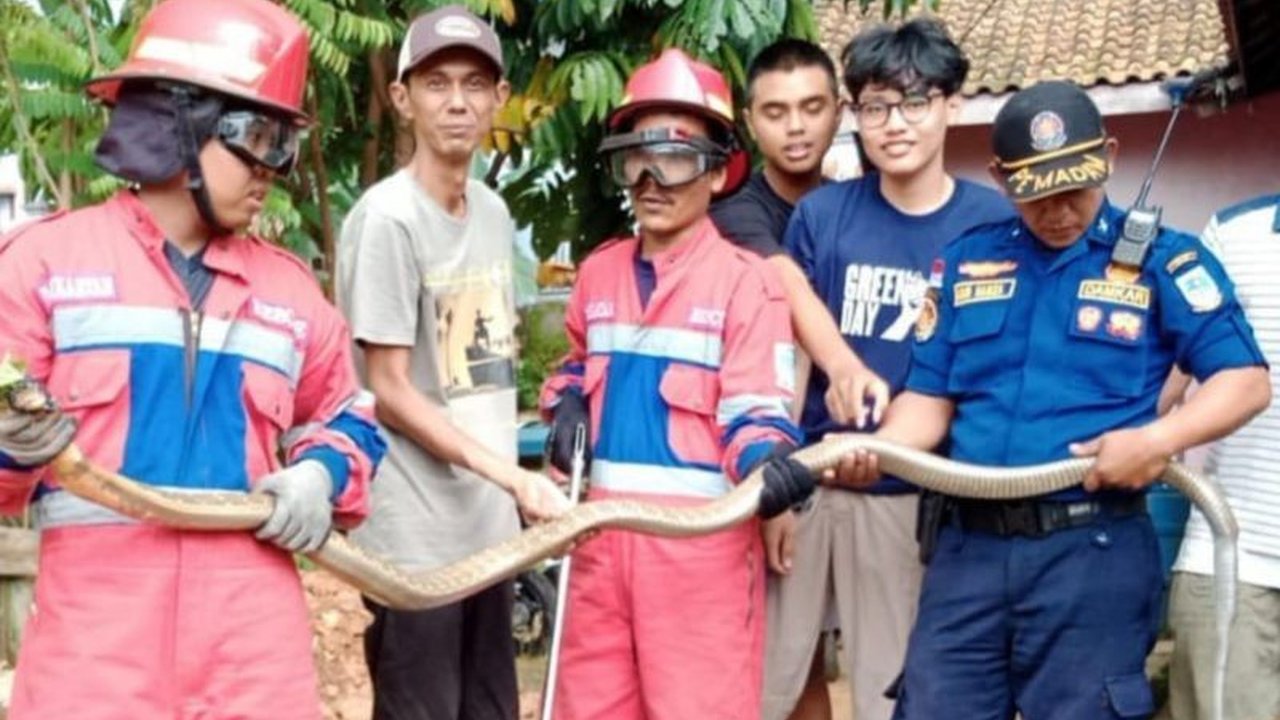 Tim Damkartan Kota Jambi berhasil mengevakuasi ular King Cobra sepanjang tiga meter dan berat delapan kilogram dari rumah warga di kawasan Mayang Mangurai, Alam Barajo, tanpa korban jiwa.