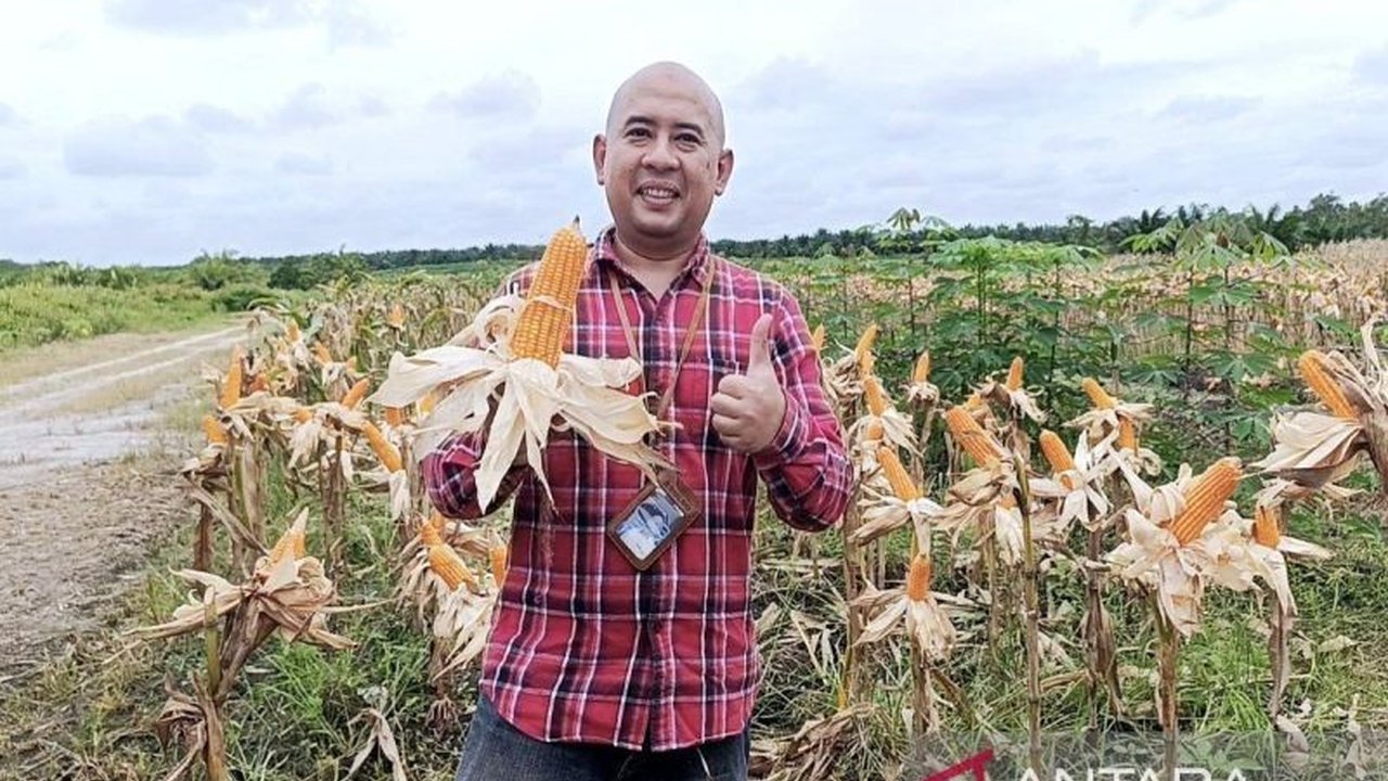 Perum Bulog Kotim berupaya maksimal menyerap hasil panen jagung petani dengan harga pemerintah (HPP) Rp5.500/kg, mencegah kerugian petani dan mendukung swasembada pangan nasional.
