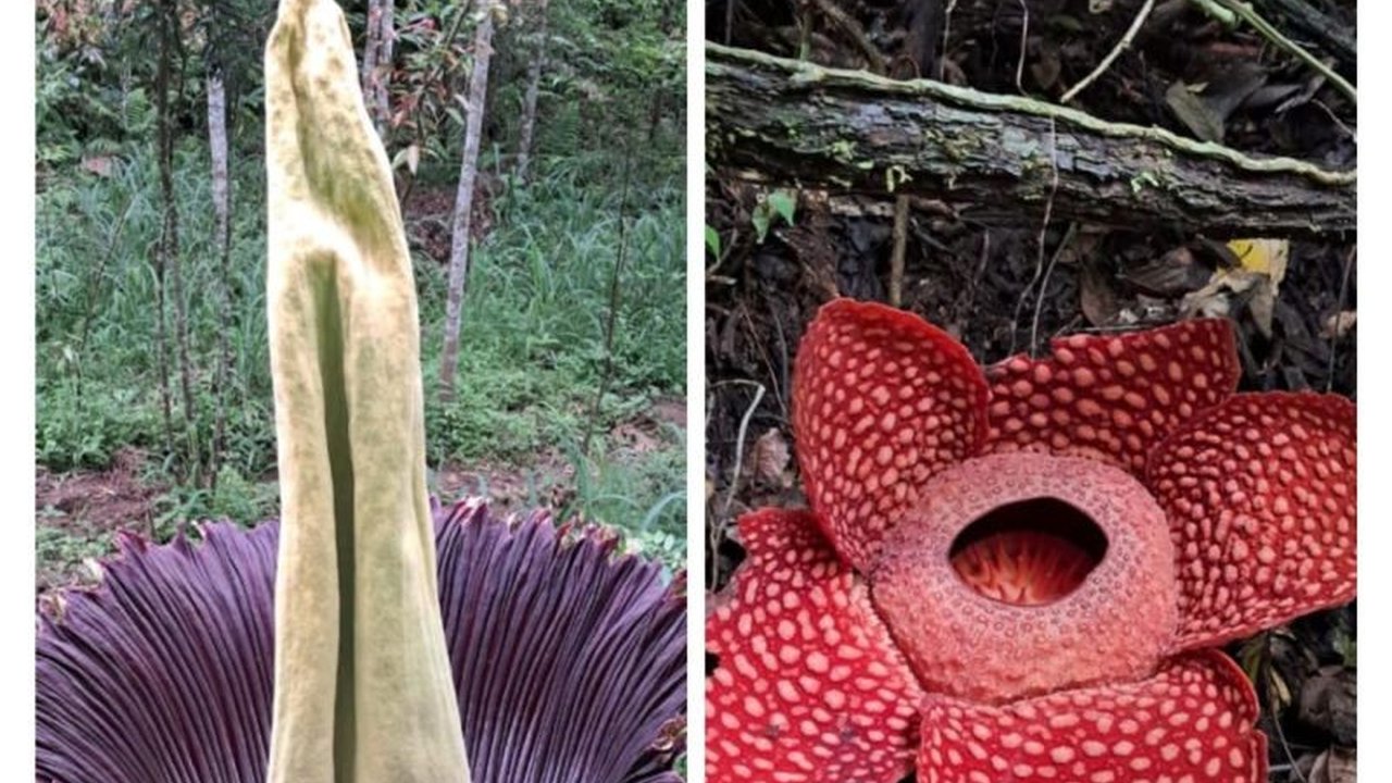 Bunga Rafflesia Arnoldii dan bunga bangkai mekar bersamaan di Agam, Sumatera Barat, sebuah fenomena langka yang menarik perhatian wisatawan meskipun kunjungan sedikit berkurang selama libur Lebaran.