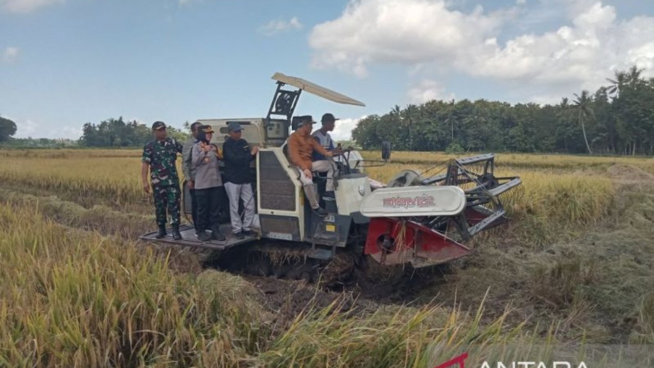 Panen Raya di Bantul: Produksi Padi Melimpah, Teknologi Pertanian Jadi Kunci