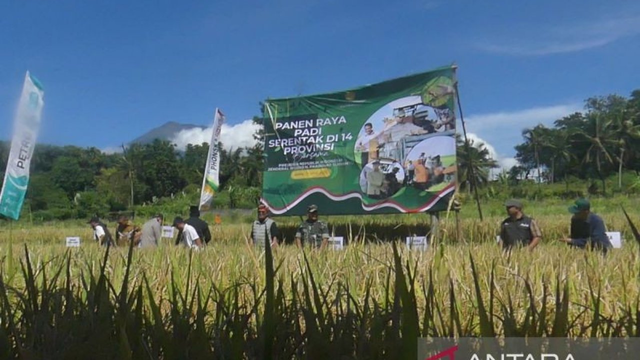 Bupati Temanggung, Agus Setyawan, bersama Bulog dan Forkopimda, melakukan panen raya padi di Desa Madureso untuk menjaga stabilitas harga dan ketahanan pangan nasional.