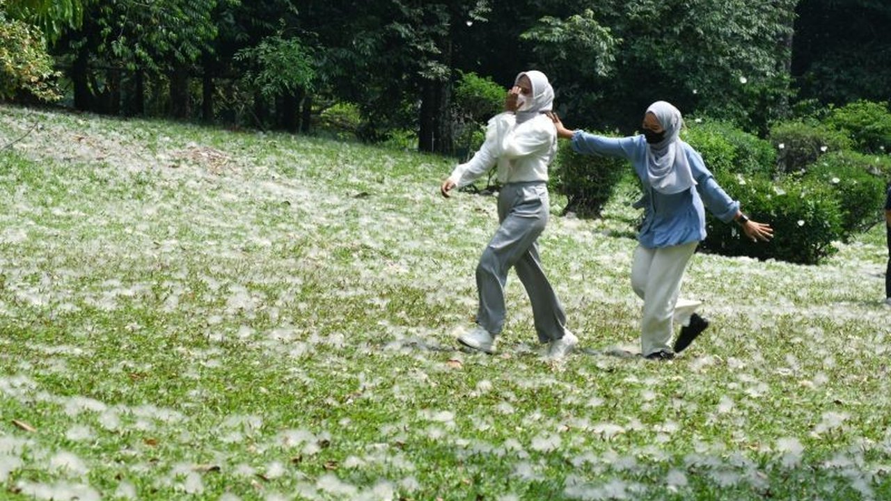 Indonesia berpotensi besar menjadi pemimpin pasar tekstil hijau global dengan memanfaatkan serat randu, alternatif berkelanjutan untuk kapas dan poliester yang ramah lingkungan.