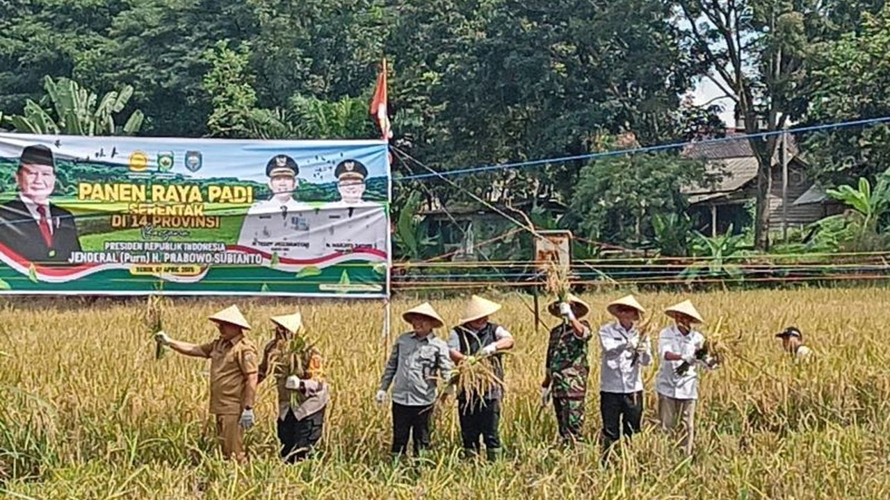 Kabupaten Ogan Komering Ulu (OKU), Sumatera Selatan sukses panen raya 219,3 hektare padi, menghasilkan 4,8 ton gabah per hektare dan menjanjikan ketahanan pangan daerah.