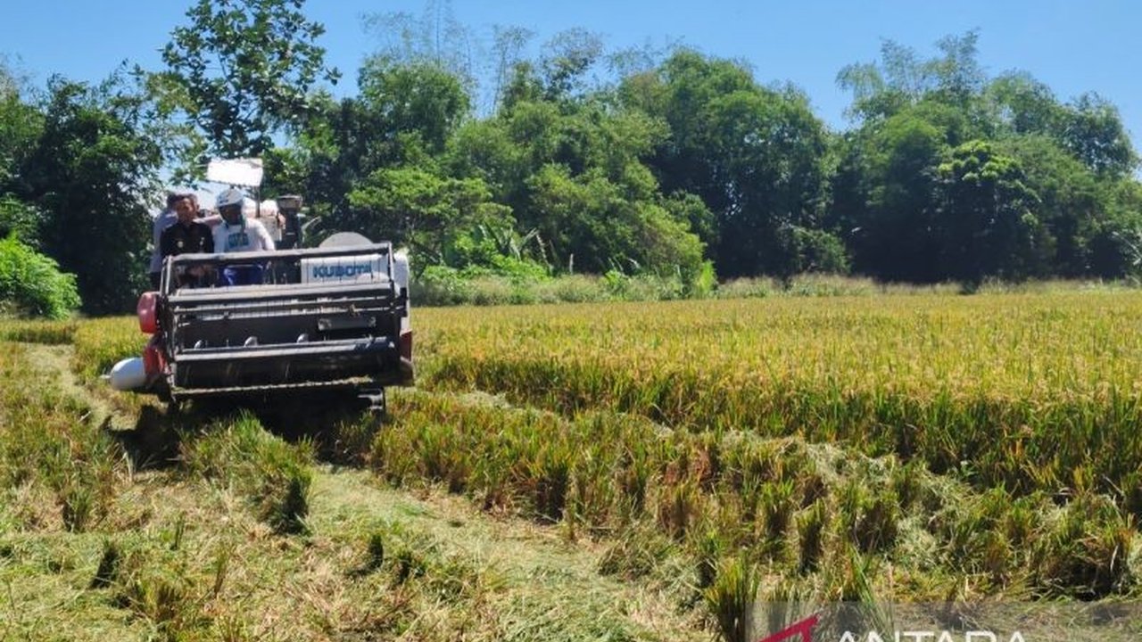 Kabupaten Klaten berpartisipasi dalam panen raya padi serentak nasional yang dipimpin Presiden Prabowo Subianto, dengan target luas tambah tanam mencapai 90.000 hektare di tahun 2025.