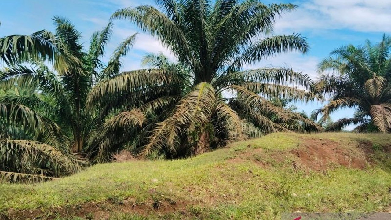 Harga Sawit di Mukomuko Anjlok Usai Lebaran 2025, Turun Hingga Rp100 per Kg!