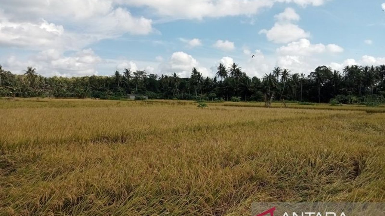 Kabupaten Bantul, Yogyakarta berhasil panen padi lebih dari 32.000 ton hingga Maret 2025, melampaui target dan didukung teknologi pertanian modern.