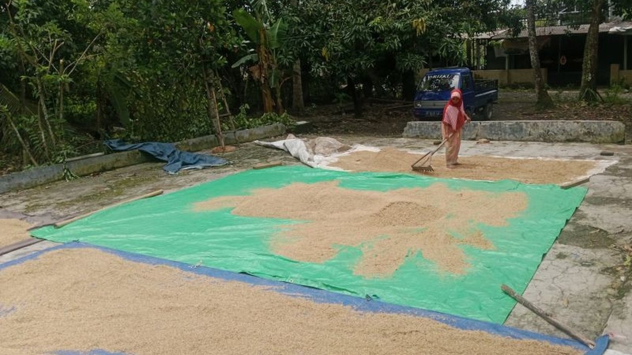 Lombok Tengah, NTB, berhasil panen padi mencapai 237 ton dengan luas lahan 42 ribu hektare, berkontribusi pada ketahanan pangan nasional.