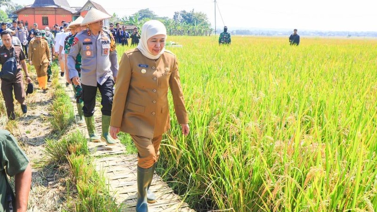 Gubernur Khofifah Indar Parawansa menegaskan komitmen Jawa Timur menjaga peran sebagai lumbung pangan nasional dengan peningkatan produksi padi yang signifikan pada tahun 2025.