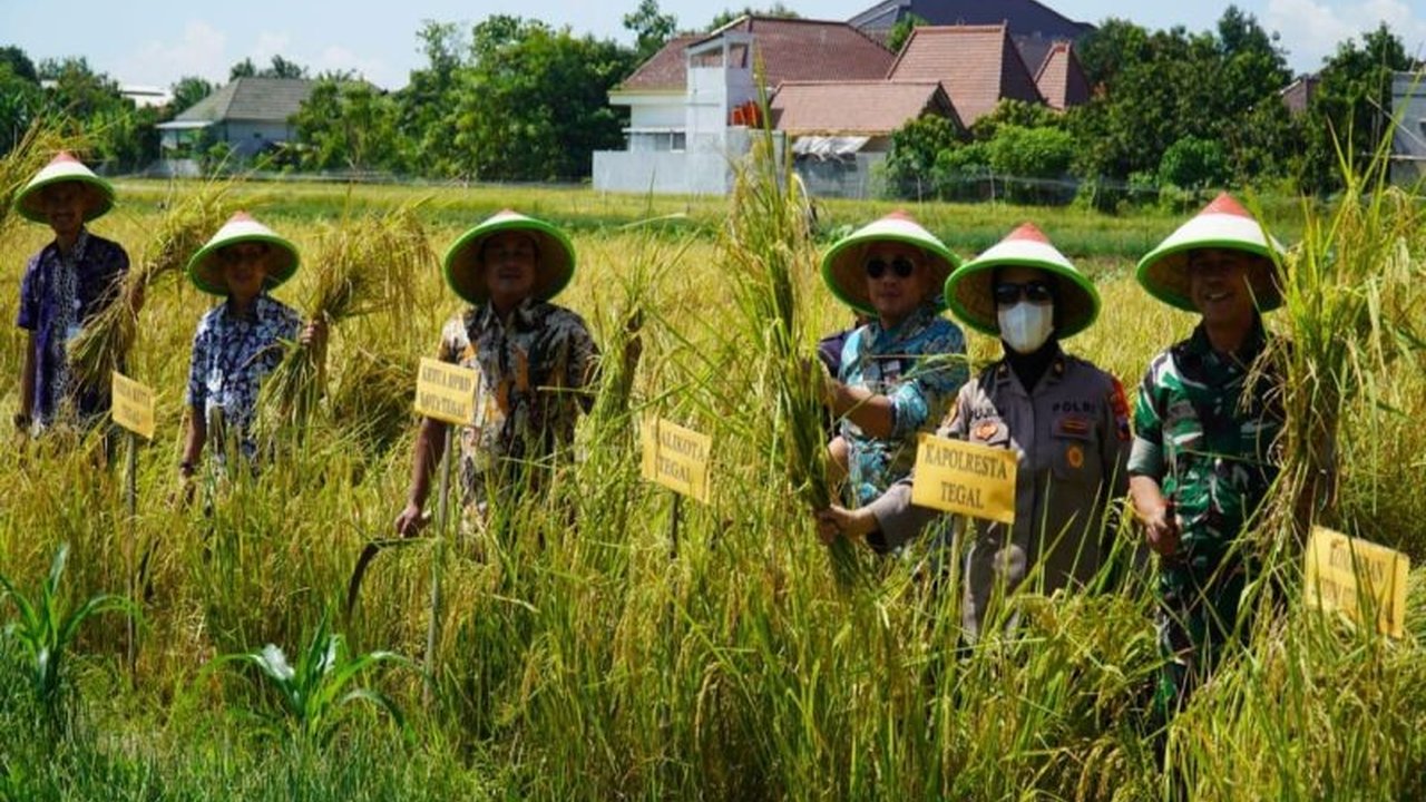 Pemkot Tegal bersama Forkopimda panen raya padi di Kelurahan Cabawan untuk stabilisasi harga beras, hasil panen dibeli Bulog dengan harga Rp6.500 per kg.