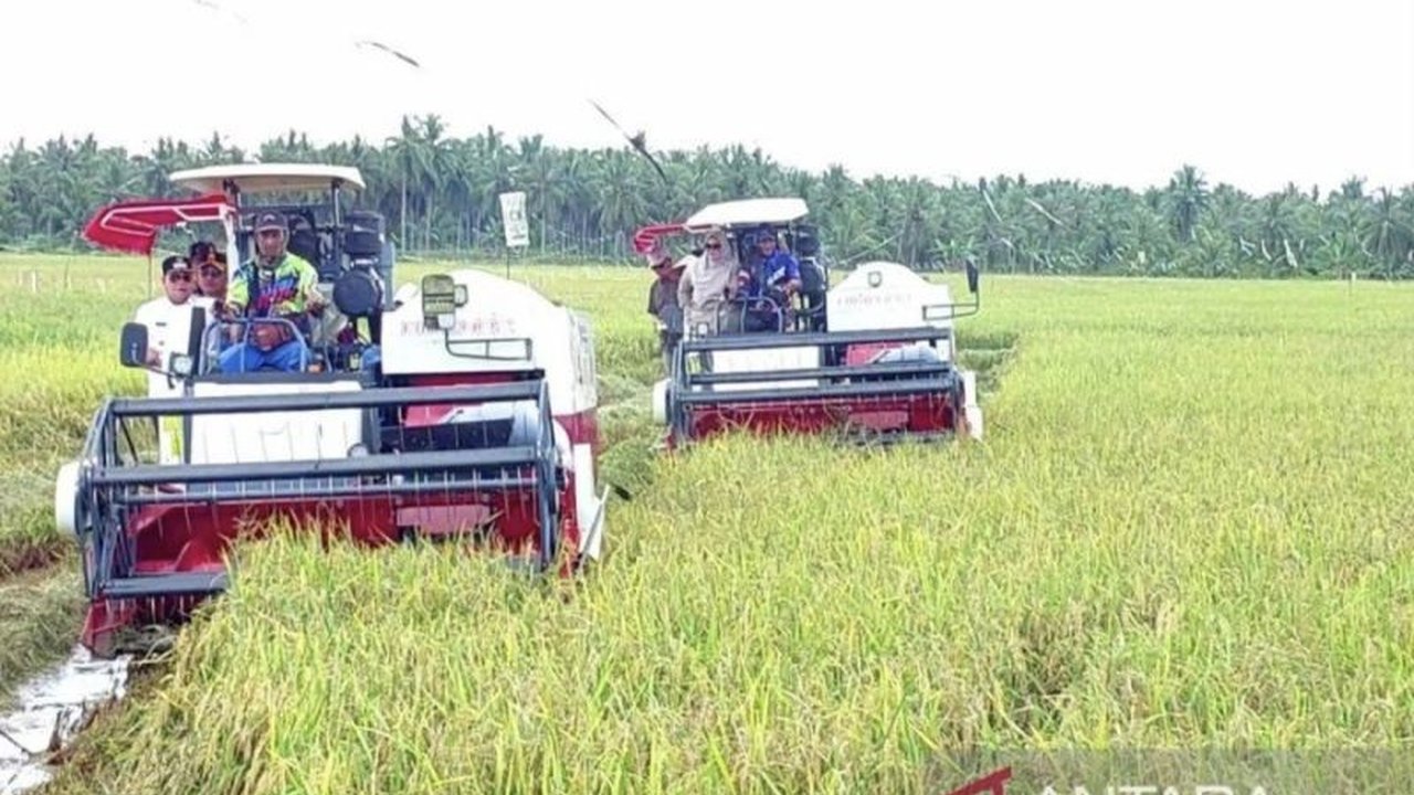 Perum Bulog Kantor Cabang Kotawaringin Timur telah menyerap 50 ton gabah petani, optimistis capai target 1.700 ton di tahun 2025 dengan harga Rp6.500 per kilogram.