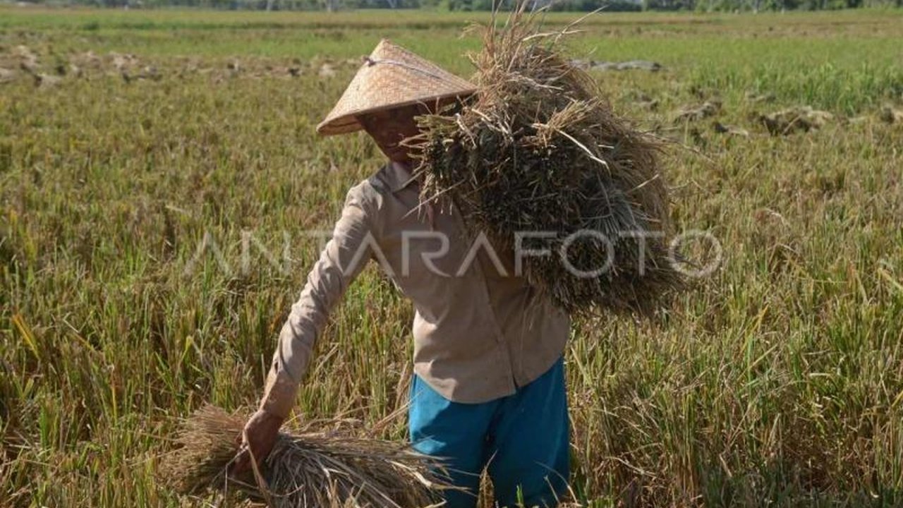 Badan Pusat Statistik (BPS) mencatat Nilai Tukar Petani (NTP) naik 0,22 persen pada Maret 2025, didorong kenaikan subsektor hortikultura, perkebunan rakyat, dan peternakan.