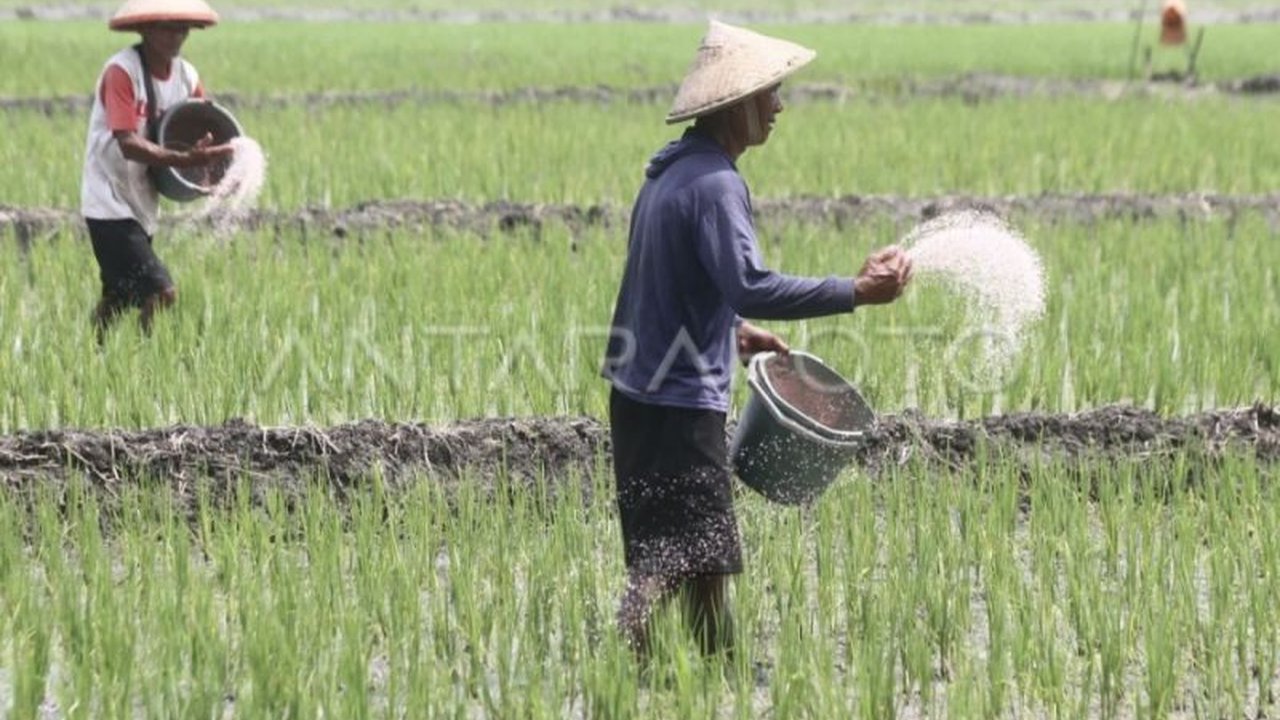 Kabupaten Kotawaringin Timur (Kotim), Kalimantan Tengah optimistis berkontribusi besar dalam program kemandirian pangan nasional lewat peningkatan luas lahan tanam dan panen.