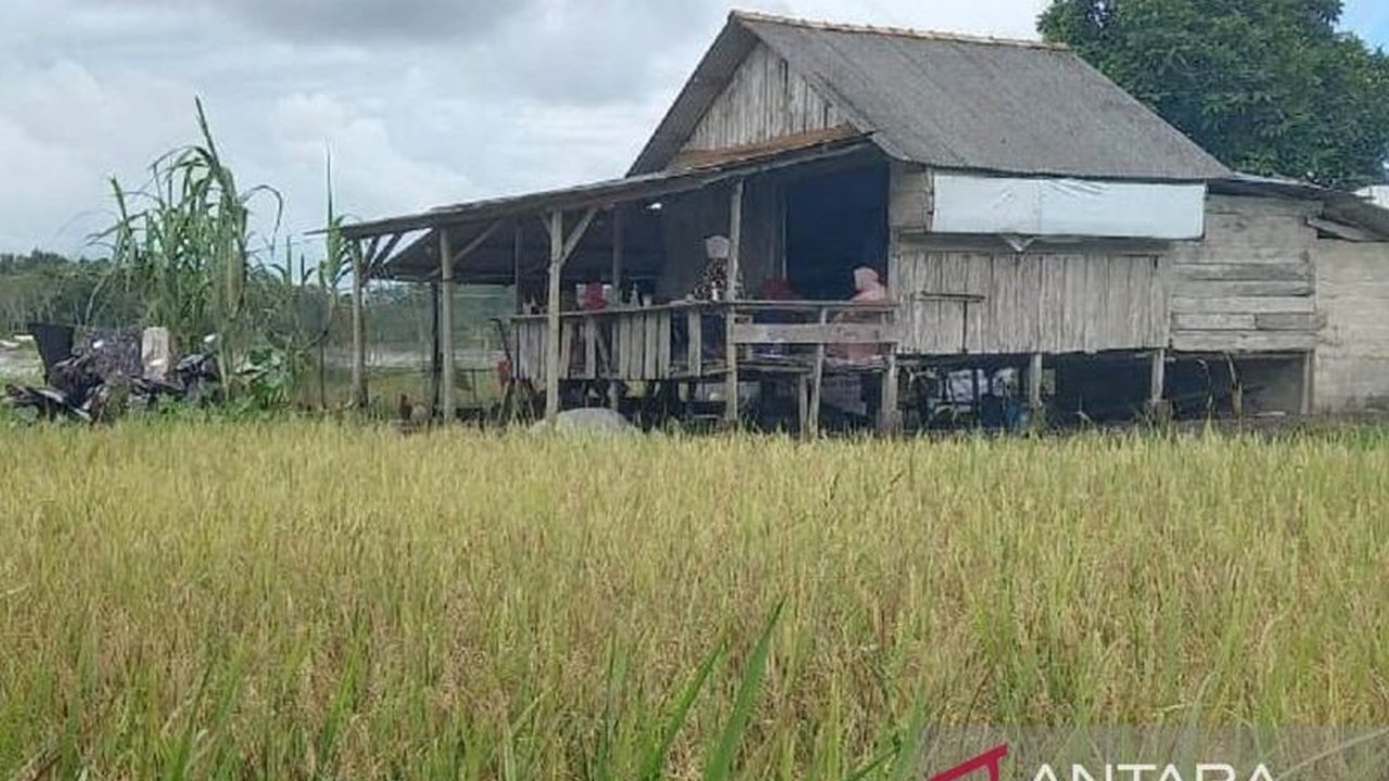 Nilai Tukar Petani (NTP) di Bangka Belitung meningkat 1,42 persen pada Maret 2025, didorong kenaikan indeks harga diterima petani, menjanjikan peningkatan ekonomi petani.
