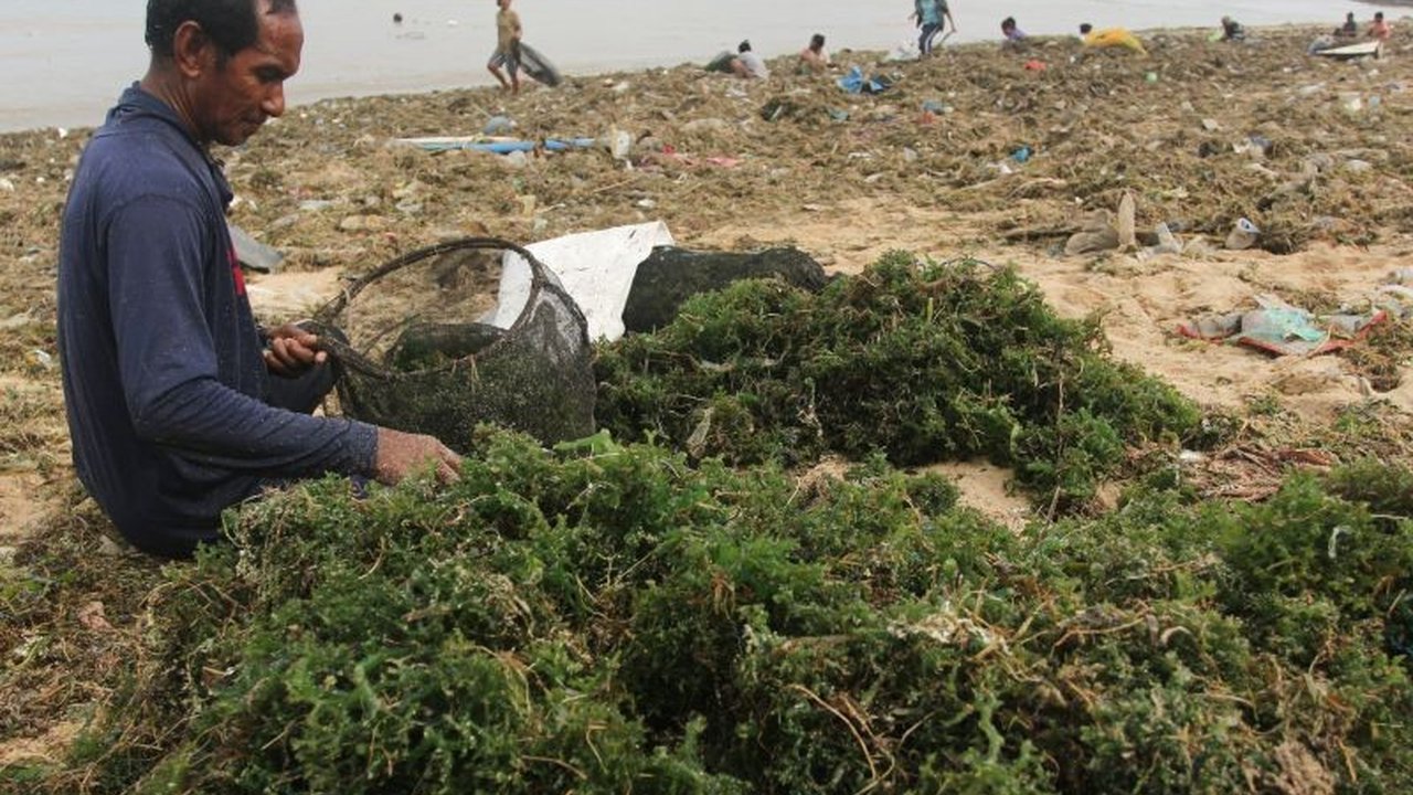 Badan Meteorologi, Klimatologi, dan Geofisika (BMKG) memprediksi hujan ringan hingga lebat disertai petir akan melanda sebagian besar kota besar di Indonesia pada Jumat, 7 Juli 2023, imbauan kewaspadaan pun dikeluarkan.